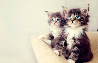 娱乐吃瓜猫的作品,揭秘娱乐圈那些不为人知的幕后故事