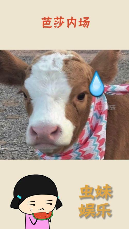 娱乐吃瓜酱折耳猫