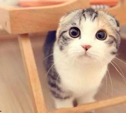 娱乐吃瓜酱折耳猫